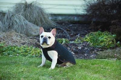 Dog Gone Smart   - Nano Knit Sweater,   (,  3)