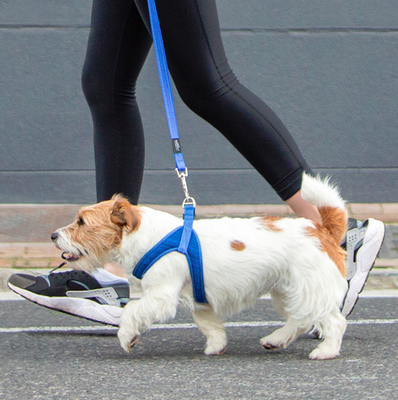 Rogz    Utility, Fast-Fit Harness,   (,  3)