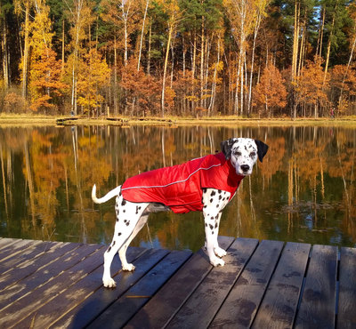  -    Nanobraker Dog Gone Smart,  (,  1)
