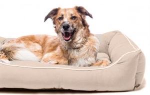  Dog Gone Smart Lounger Bed   (,  1)