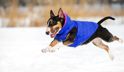 AiryVest     (Collar),  - (,  2)