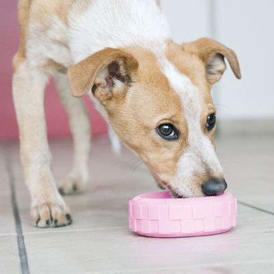 Kong Puppy Tires      , 9  (,  6)