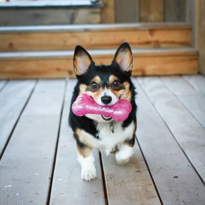 Kong Squezz Crackle Bone   (,  5)