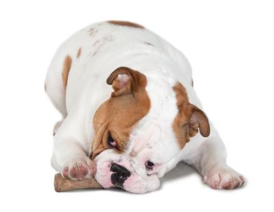 Petstages  DogWood (,  1)