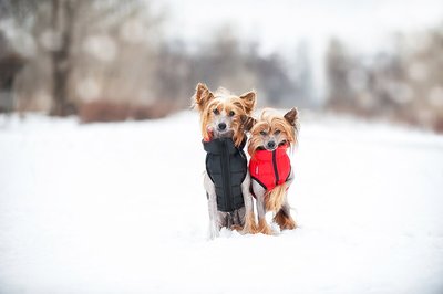 AiryVest     (Collar),  - (,  6)