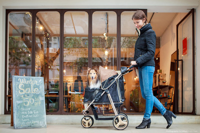 Ibiyaya       28 , Monarch Premium Pet Jogger  Luxury Gold (,  2)
