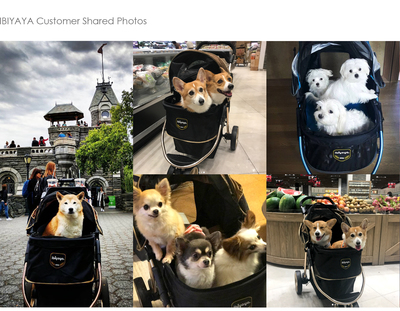 Ibiyaya       28 , Monarch Premium Pet Jogger  Luxury Gold (,  4)