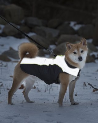 Dog Gone Smart       ,       Meteor Nanobreaker Jacket (,  2)