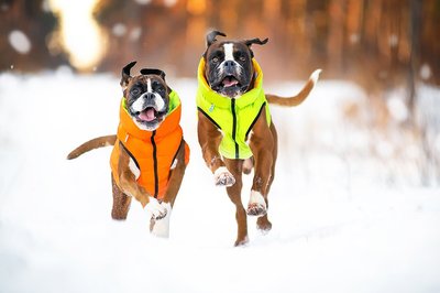 AiryVest     (Collar),  - (,  8)