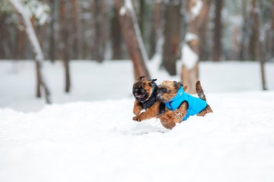 AiryVest     (Collar),  - (,  9)