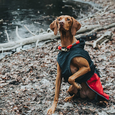 Hunter утепленная куртка со съемной флисовой подкладкой для собак Uppsala Allrounder, цвет антрацит/красный (фото, вид 2)