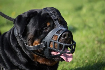Trixie  Muzzle Flex, ,   (,  2)
