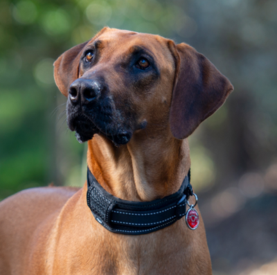 Rogz       Classic Collar Padded,   (,  1)