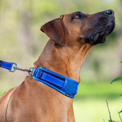 Rogz       Classic Collar Padded,   (,  2)