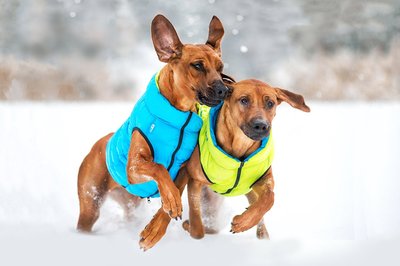 AiryVest     (Collar),  - (,  2)