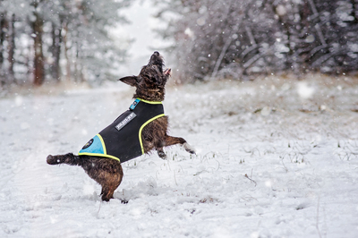 JULIUS-K9     Neoprene IDC,     (,  9)