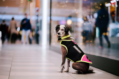 JULIUS-K9     Neoprene IDC,     (,  4)