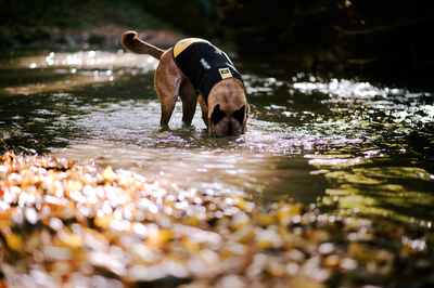 JULIUS-K9     Neoprene IDC,     (,  2)