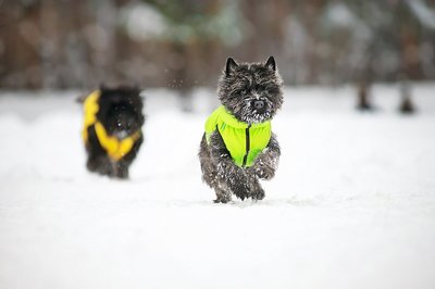 AiryVest     (Collar),  - (,  5)