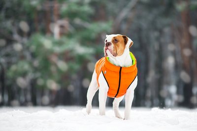 AiryVest     (Collar),  - (,  7)