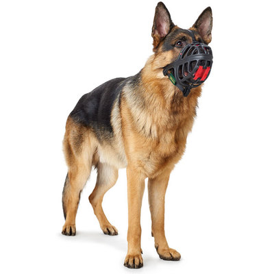 Hunter      Muzzle Albury (,  2)