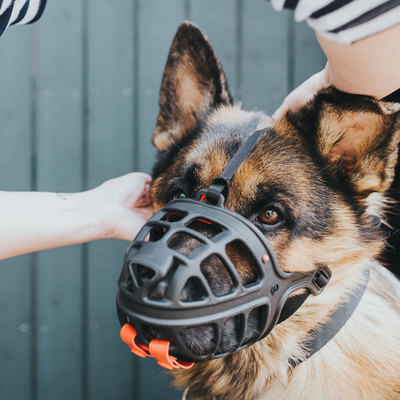 Hunter      Muzzle Albury (,  3)