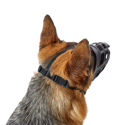 Hunter      Muzzle Albury (,  4)