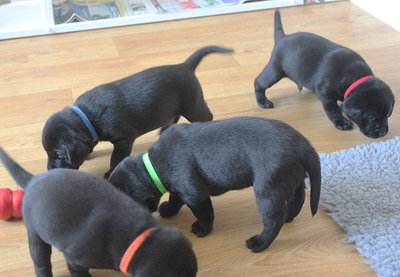     4Pups ID Collars, 12  (,  3)