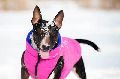AiryVest     (Collar),  - (,  9)