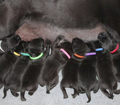     4Pups ID Collars, 12  (,  4)