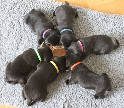     4Pups ID Collars, 12  (,  5)