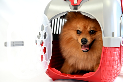 BAMA PET  KENNEL TOUR 523334h   7 ,  (,  4)