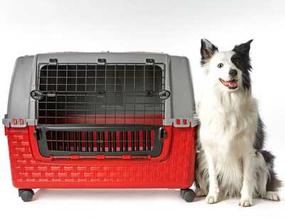 BAMA PET   ,  , KENNEL TOUR EASY 885260h ,  (,  1)