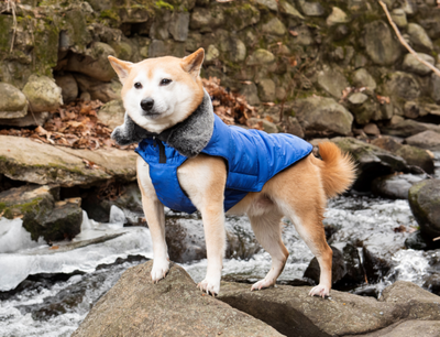 Dog Gone Smart      Hemlock Jacket,    (,  1)
