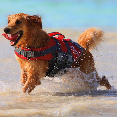 Hunter Moss     Life jacket Moss (,  4)