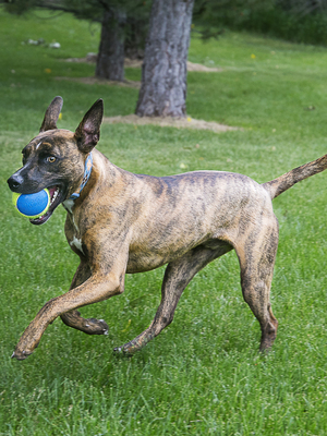 Kong Air Ultra Squeaker "" 6 , 3 /. (,  2)
