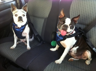 Solvit       Deluxe Car Safety Dog Harness,  M (,  5)