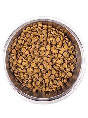 Monge Cat Kitten   ,   (,  5)