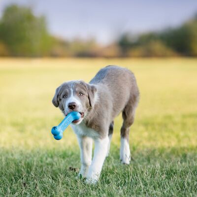 Kong Puppy Goodie Bone очень прочная игрушка для лакомства для щенков (фото, вид 1)