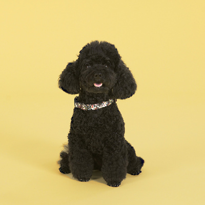  United Pets   Complete me,   (,  1)