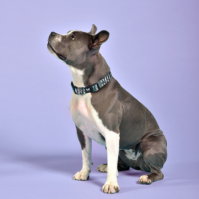  United Pets   Complete me,   (,  2)