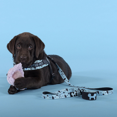  United Pets   Complete me Writing    (,  2)