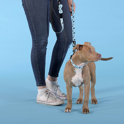  United Pets   Complete me Writing    (,  3)