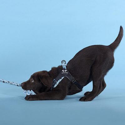  United Pets   Complete me Writing    (,  1)