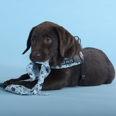  United Pets   Complete me Writing    (,  2)
