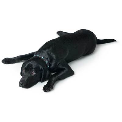Hunter ошейник для собак Madona натуральная кожа, цвет черный, фурнитура с имитацией бирюзы (фото, вид 9)
