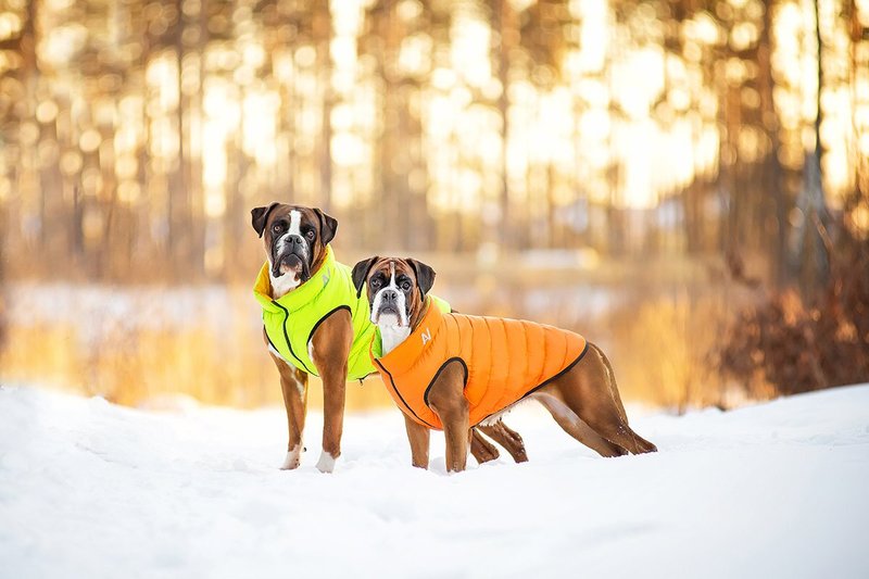 Airyvest dog jacket online