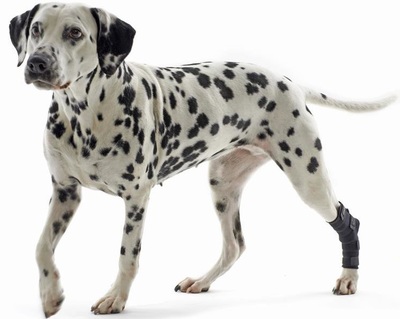 Kruuse Rehab Hock Protection     ()