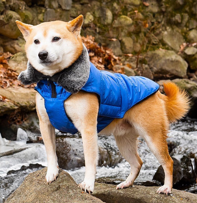 Dog gone deals smart leash