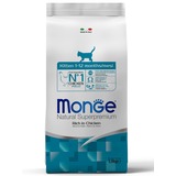 Monge Cat Kitten   ,  